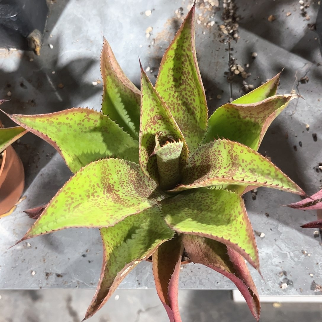 偶**遇龙舌兰疯狂翘发20米