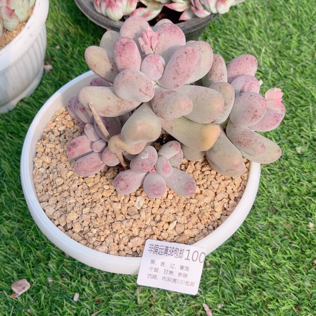 (****寻100米可奶德华多肉