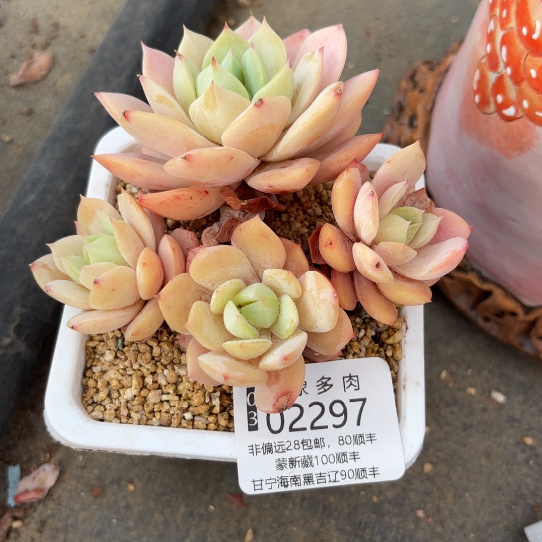 崔*多肉植物02297gg