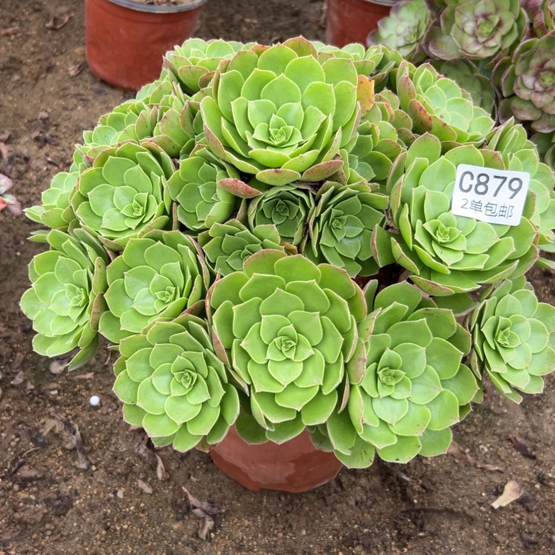 879多肉   圣罗兰不包断头