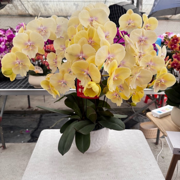 兰馨【黄金万两】  蝴蝶兰送人送礼乔迁 室内花卉 花期长 好养活