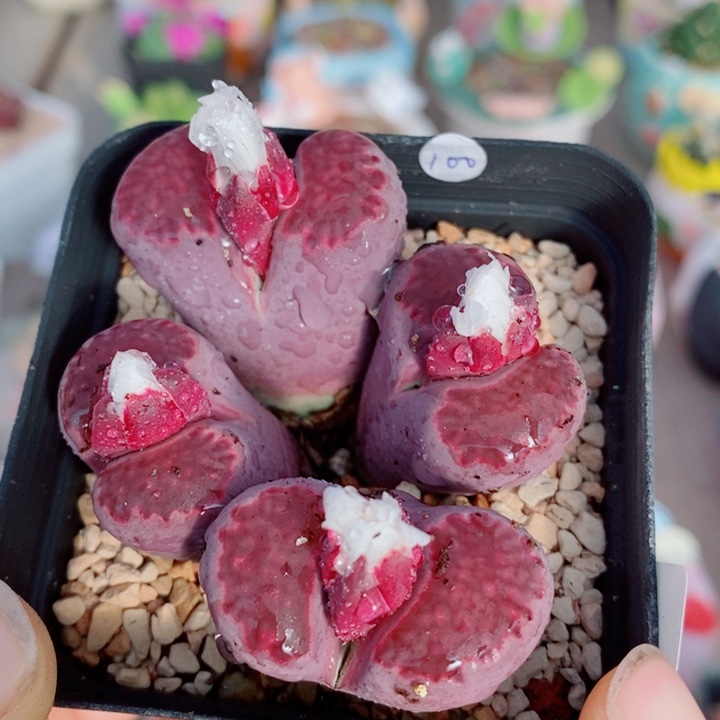 生石花花花花开了207229