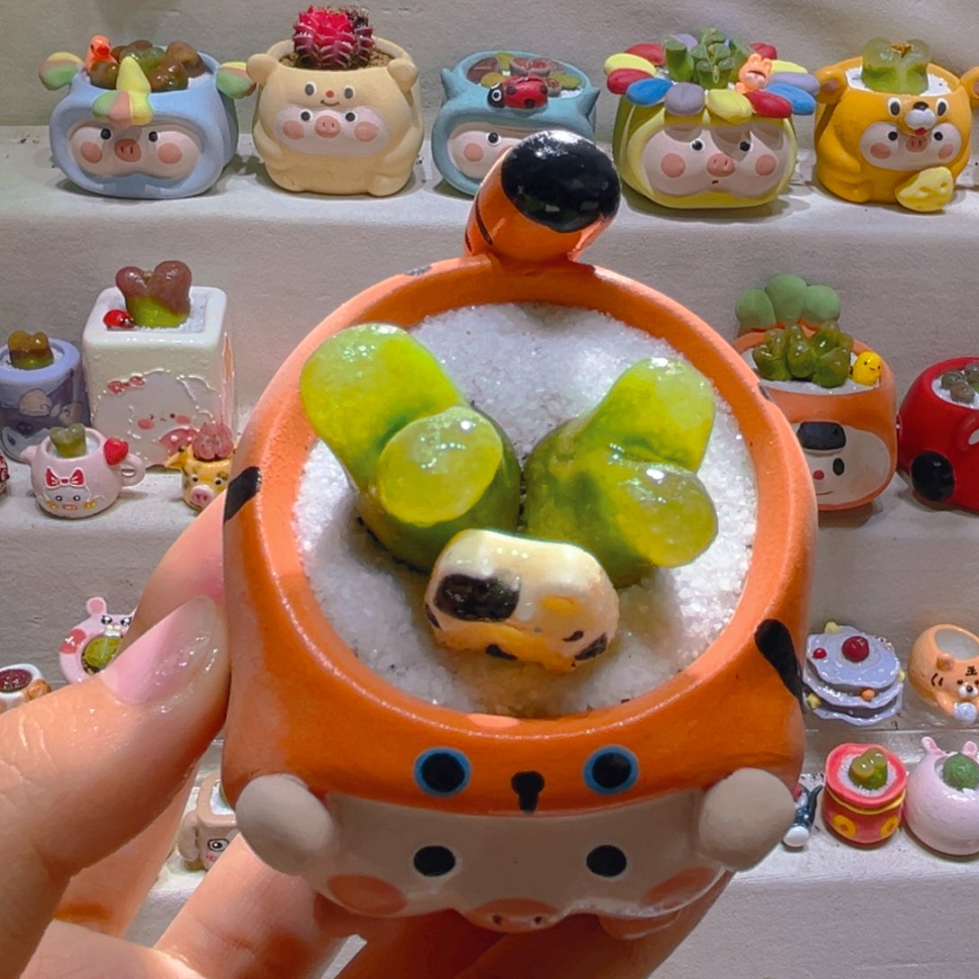 037高端多肉带盆土一套48