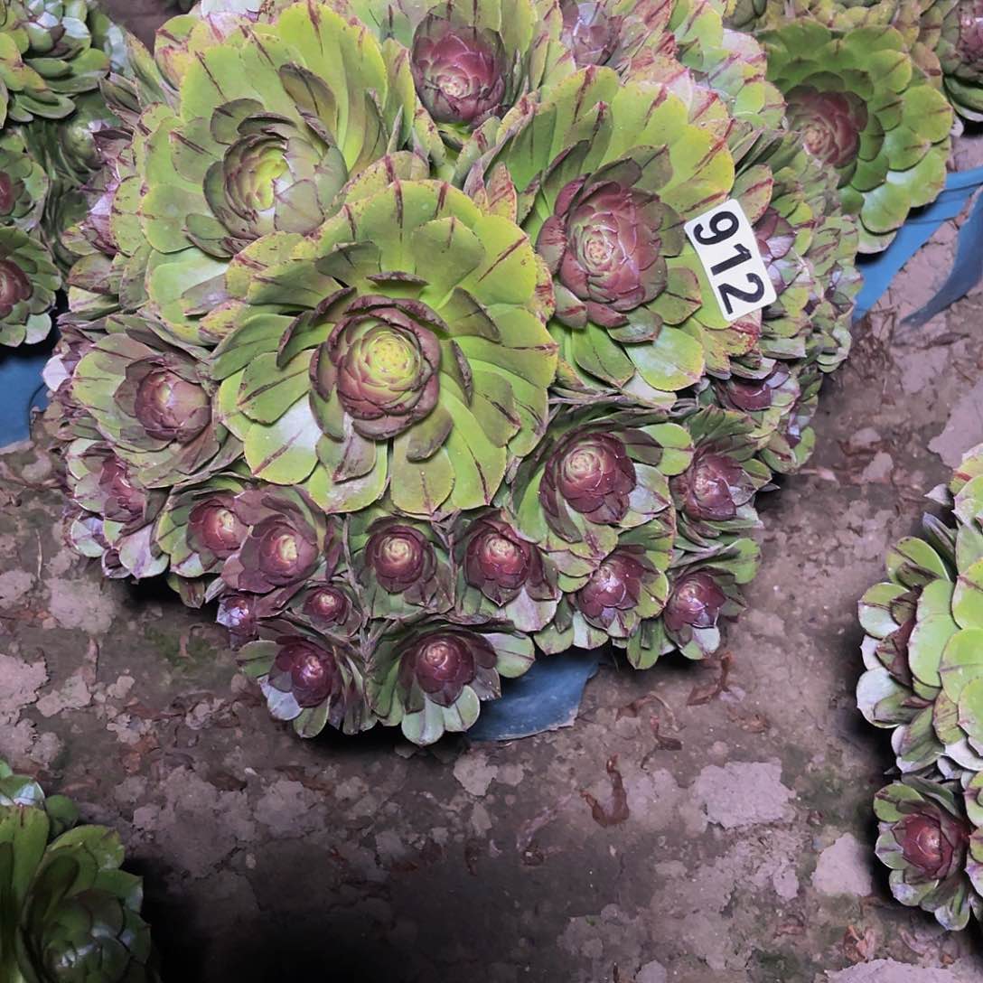 法师法师14-9包邮法师