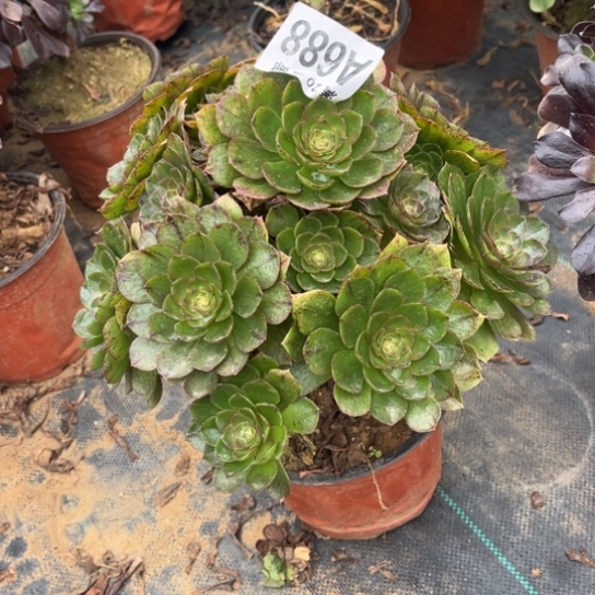 688万拉丝不包断枝