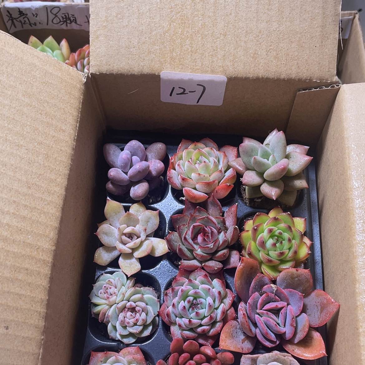 【闪购商品】12颗-7