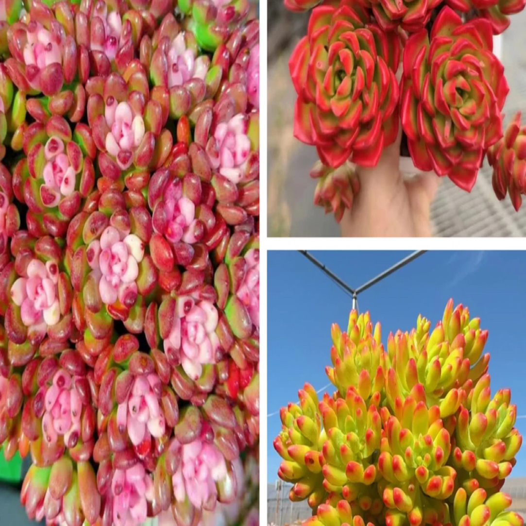 x奶油草莓+蒂亚+万花筒 多肉植物 带盆带土载好种好 好养耐活