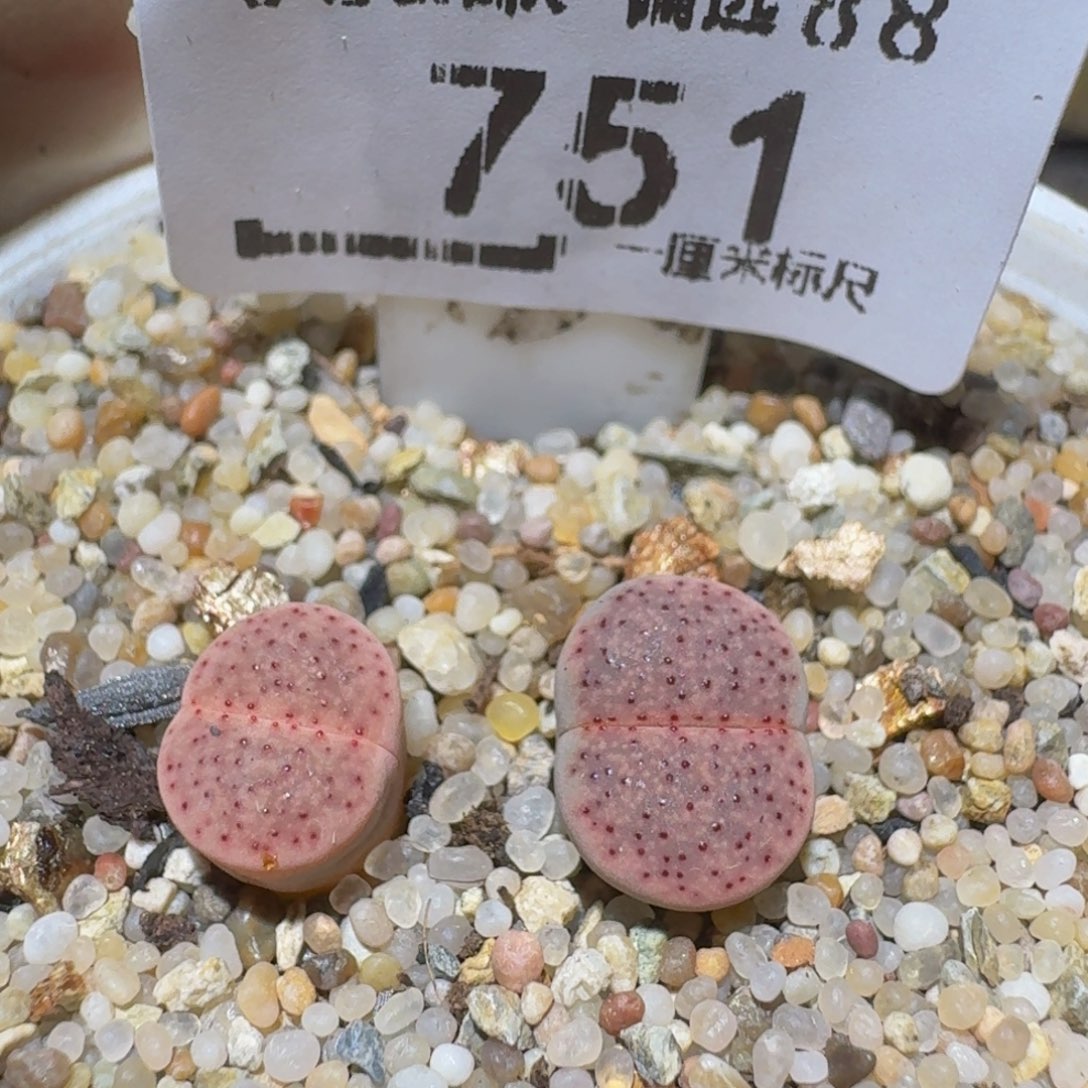 Ssss精品生石花751