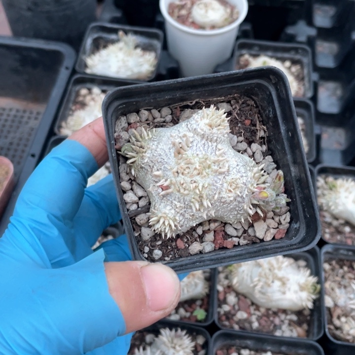 ?*冲619惠比须笑块根