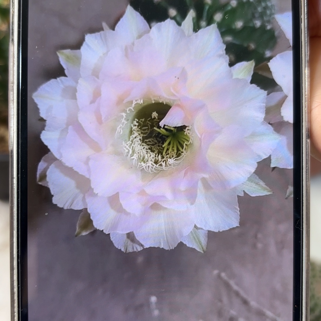 彩草1-30号4.5公分侧牙