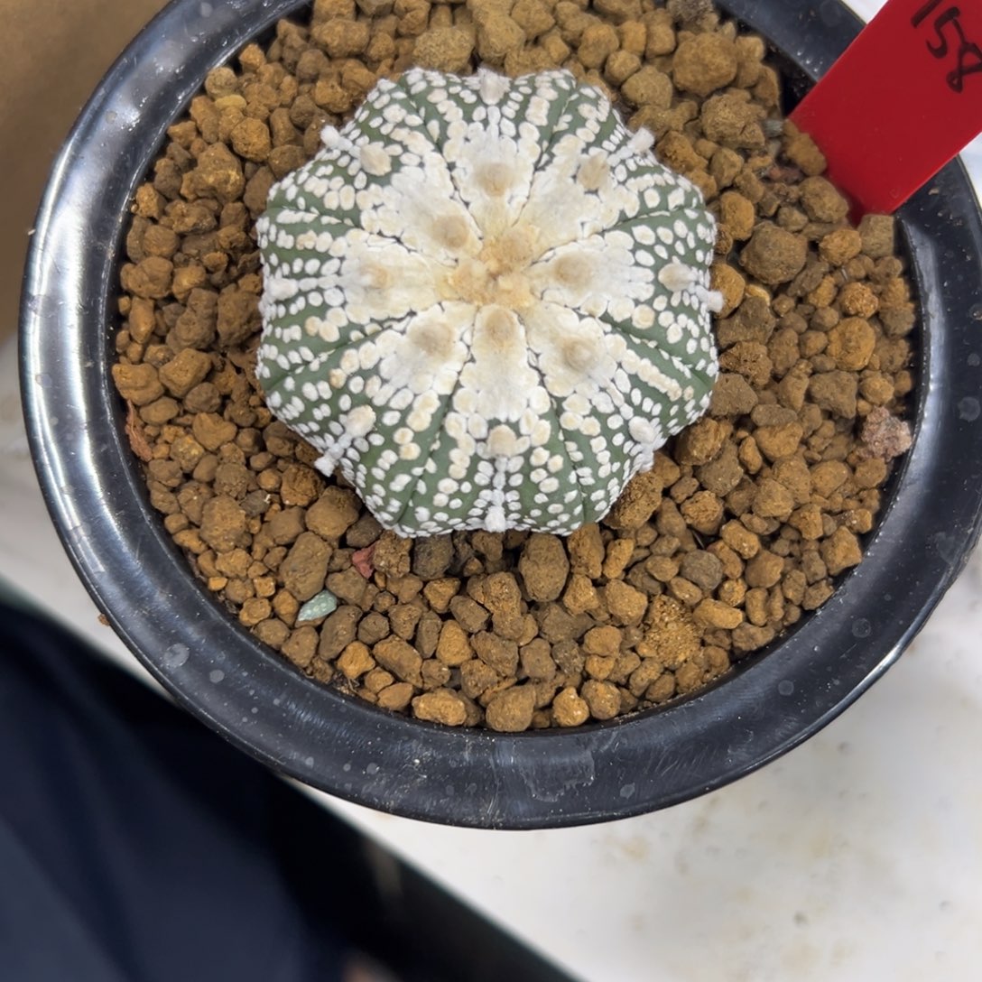 浮***云S869号兜仙人球多肉