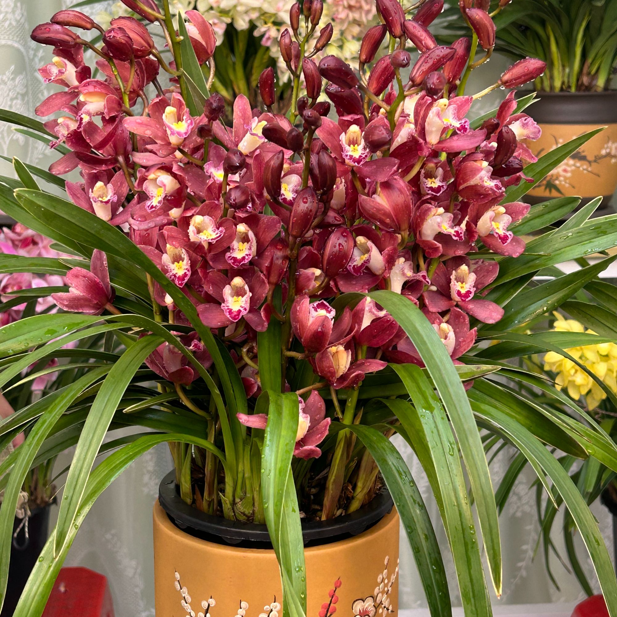 精品名贵兰花【红宝石5-6花剑】起盆栽绿植花卉室内外好养四季开花