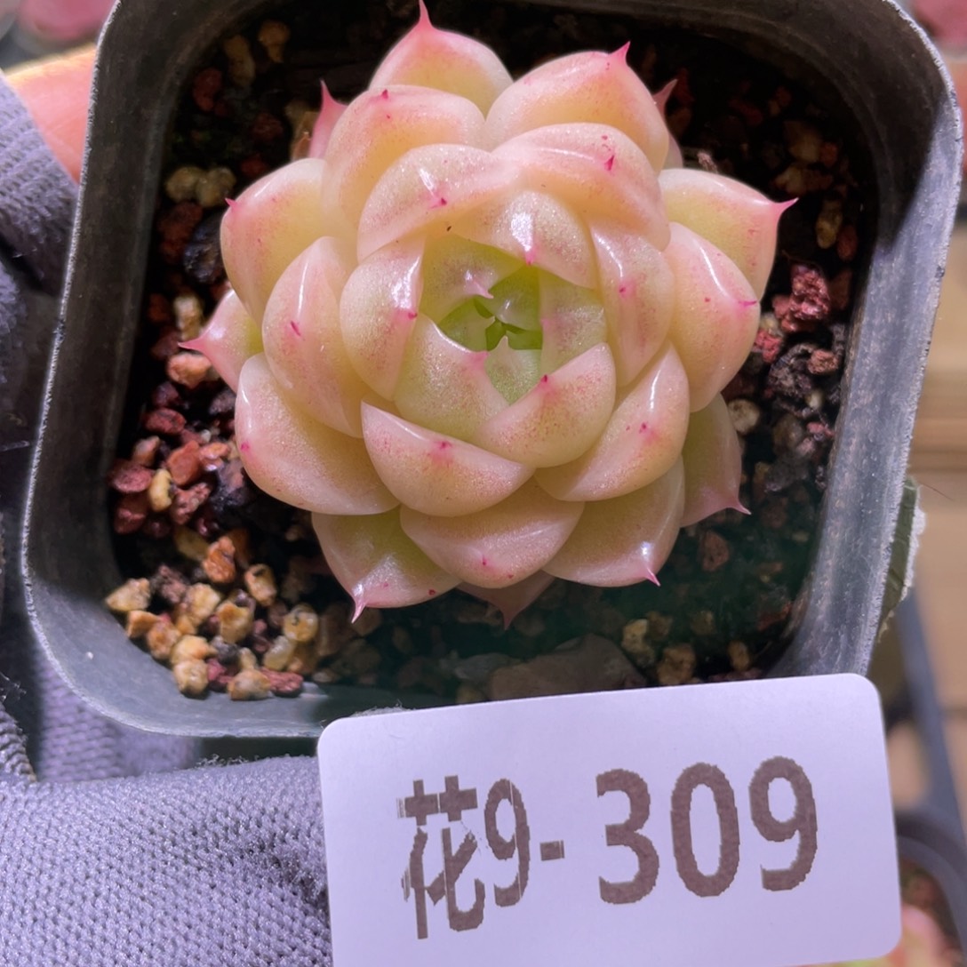 花利美9-309麦秆 