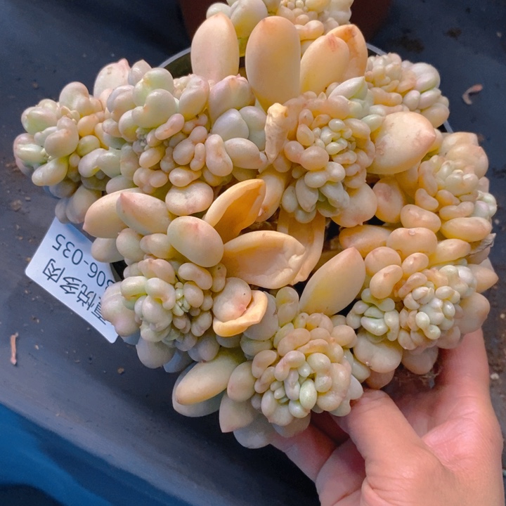 夏悦多肉0306-35比尔盖茨