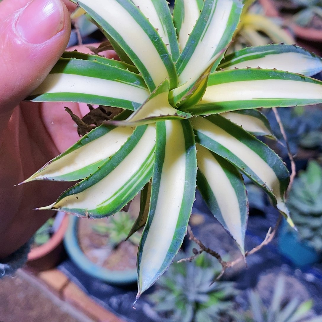 掉****?章鱼一颗11111111