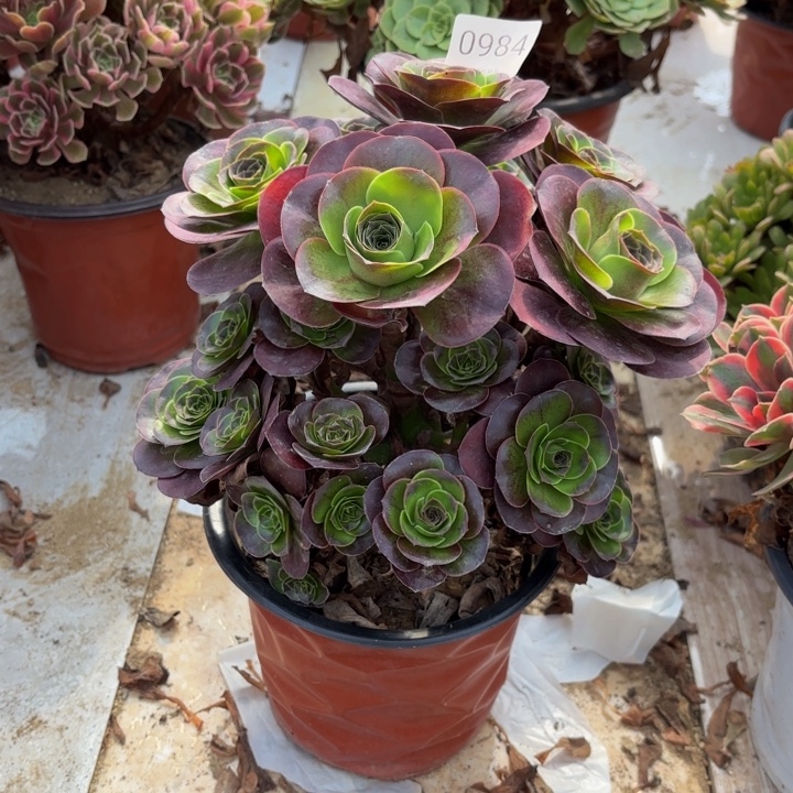 魅金玫瑰多肉处理不包断头0984