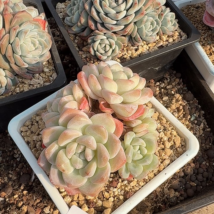 0122-41 冰玉优选