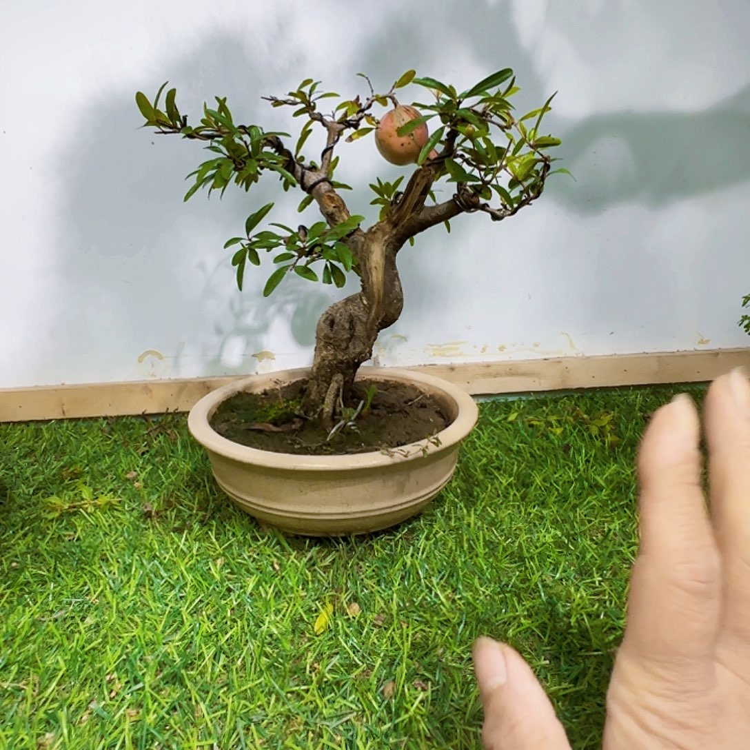 y***生无花朵大红袍石榴风格货