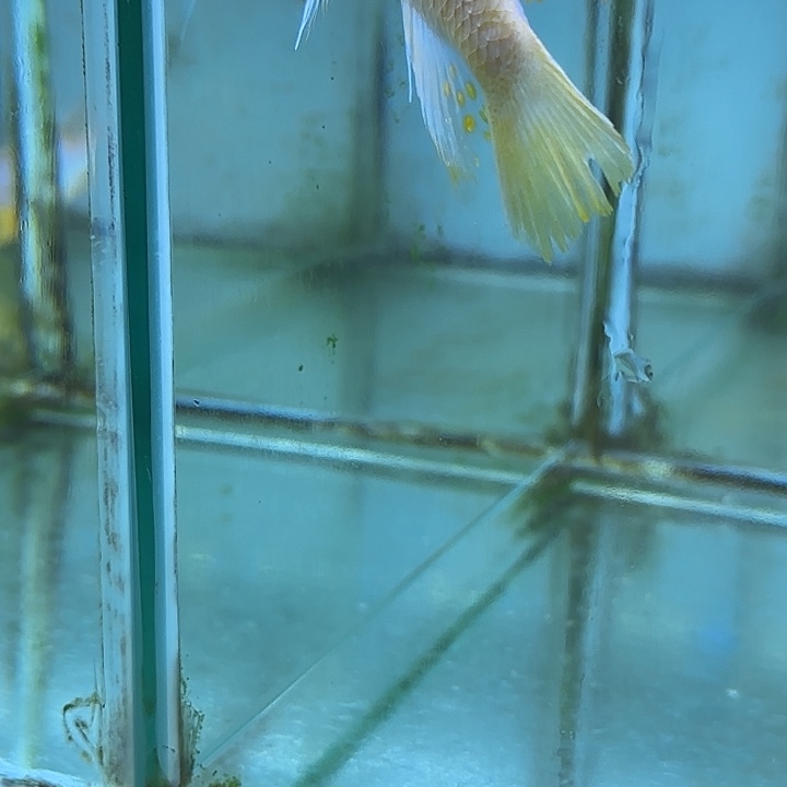 南***山慈鲷鱼29号1111111111