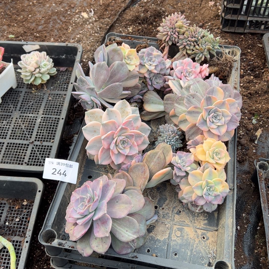 244紫乐锦老桩多肉植物