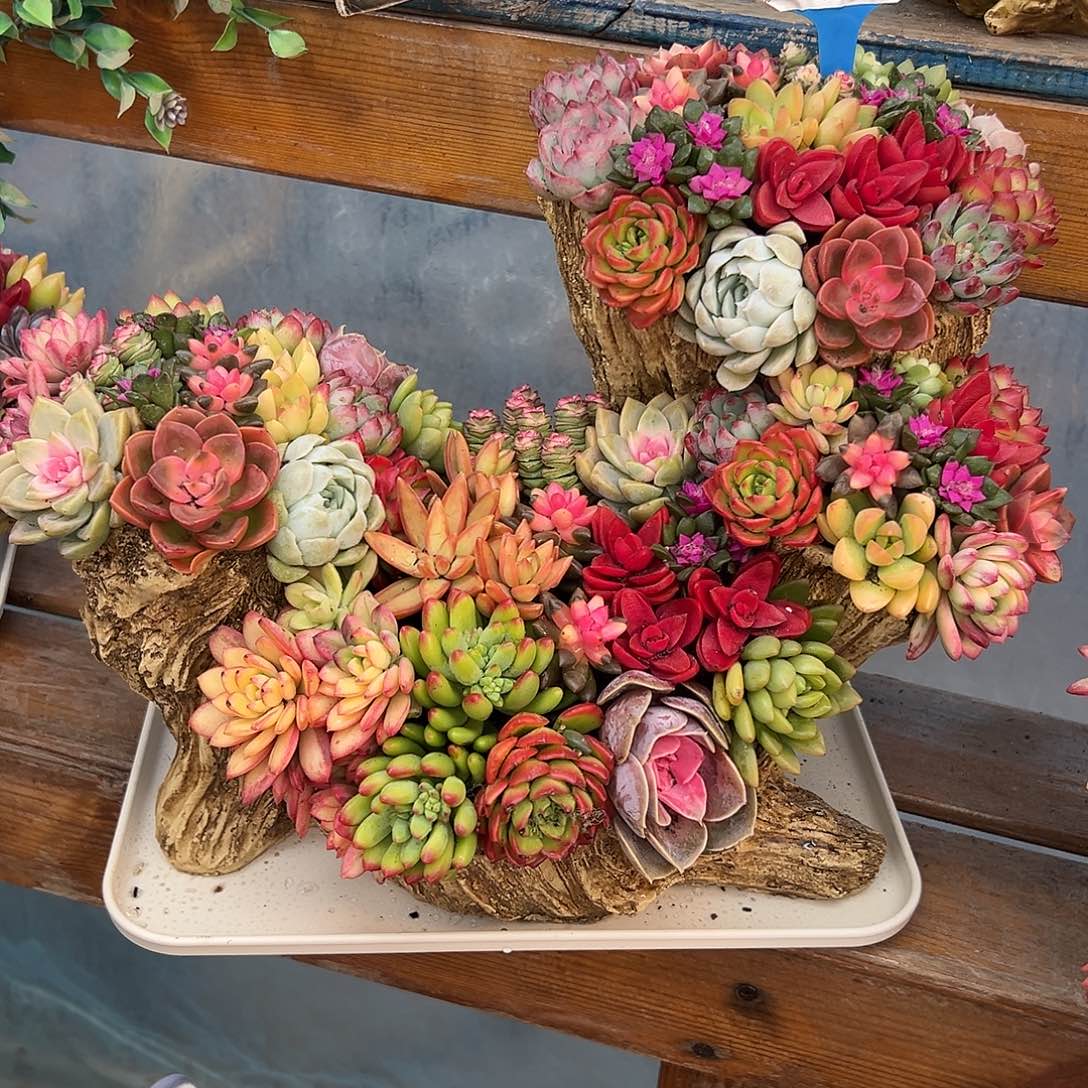 步步高升木桩多肉组合