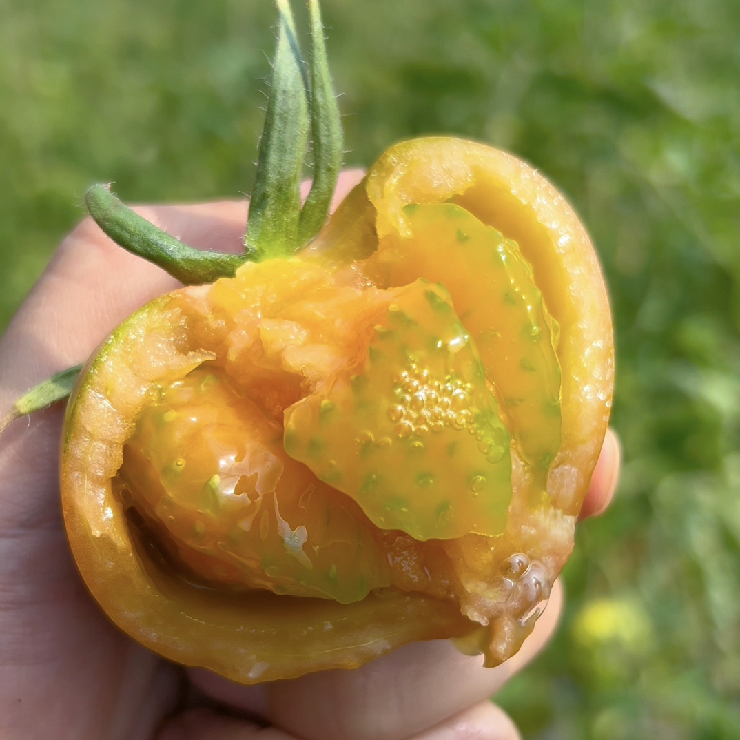 丹东现摘自然成熟铁皮草莓柿子盐碱地新鲜水果产地直发顺丰送到家
