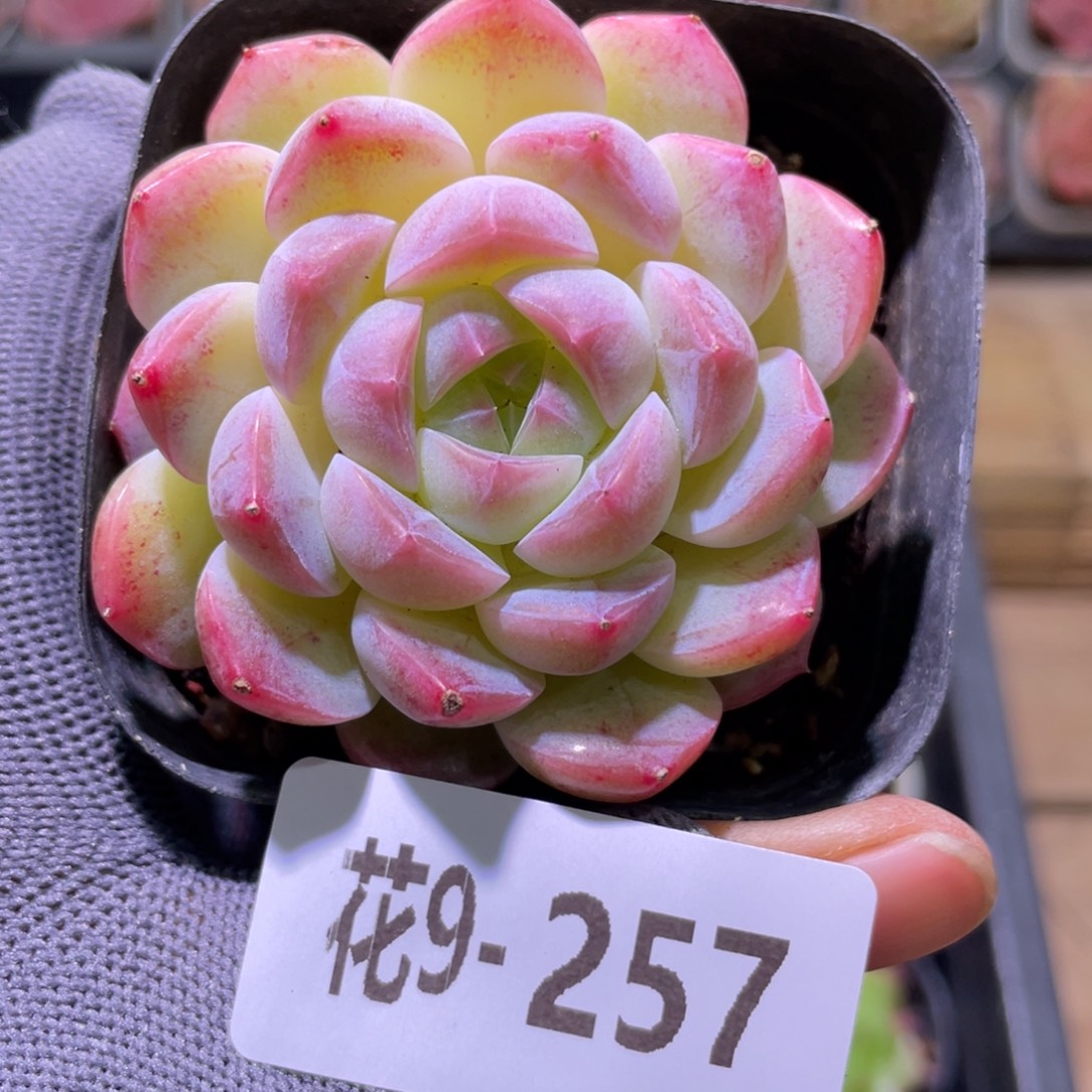 花利美9-257糖心  