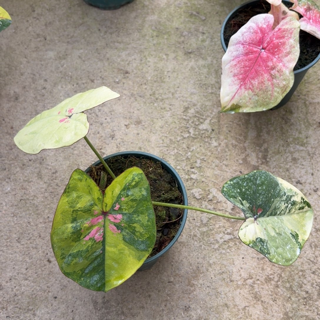 泰国彩叶芋78-1225