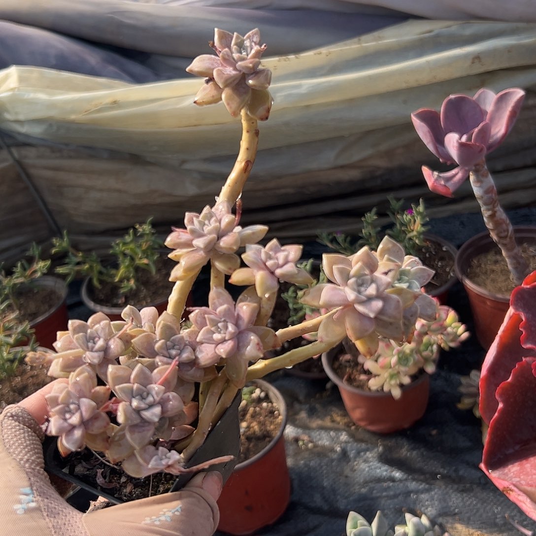 多肉植物阿伦培老庄