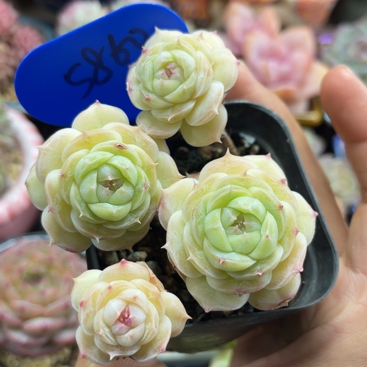 白芷珍妮老桩5860