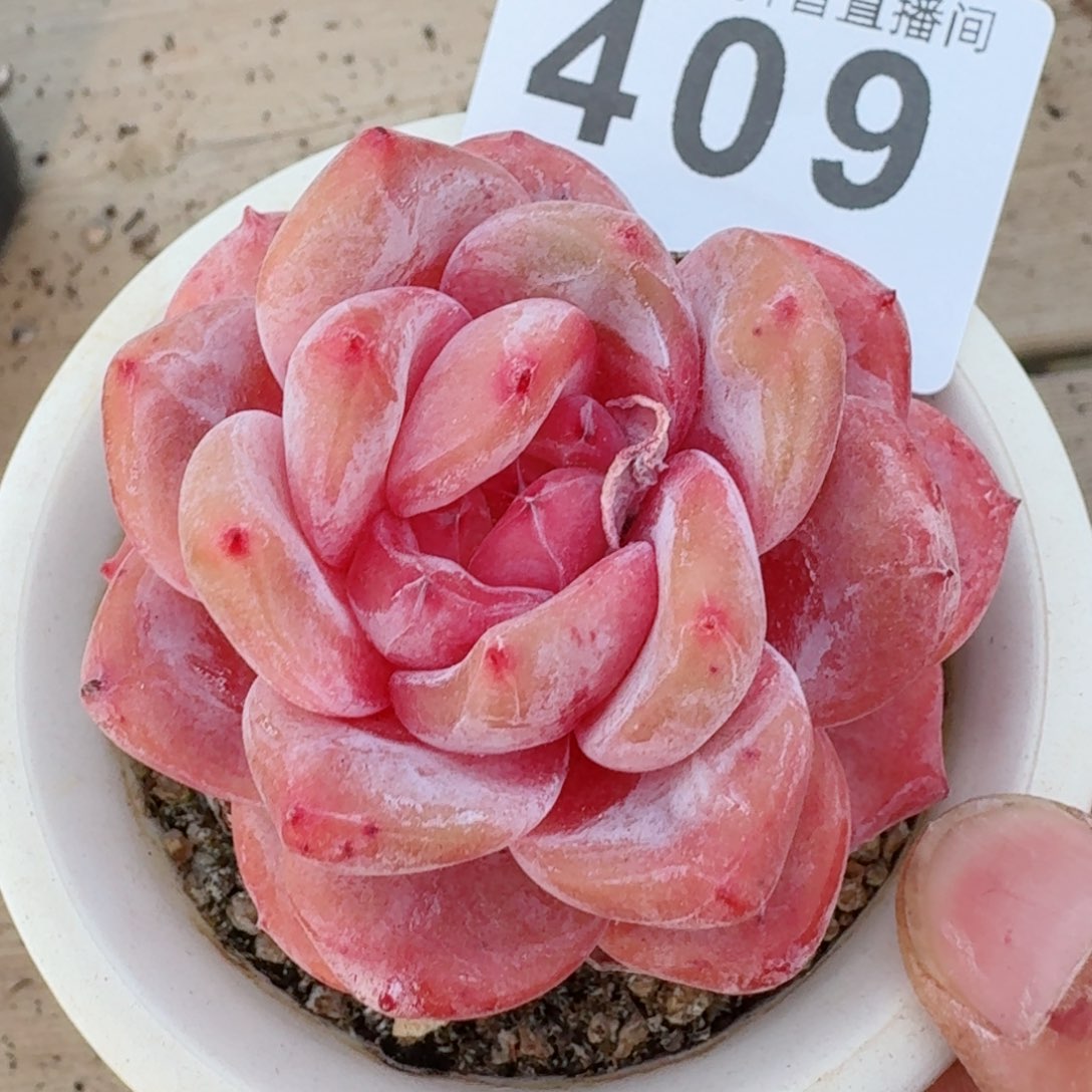 雪之魄         精品多肉