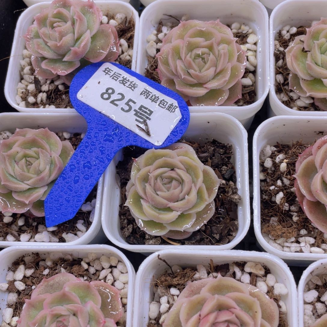 825号精品虾饺单头一个