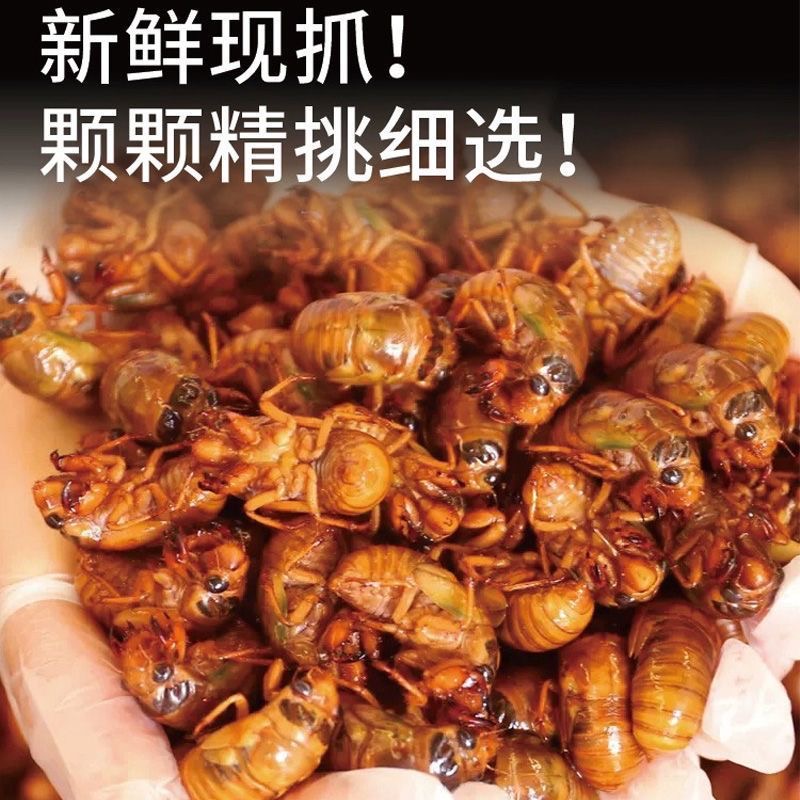 知乐猴蝉 雨后树林现抓 活体冷冻瓶装速冻 京东顺丰包邮到家
