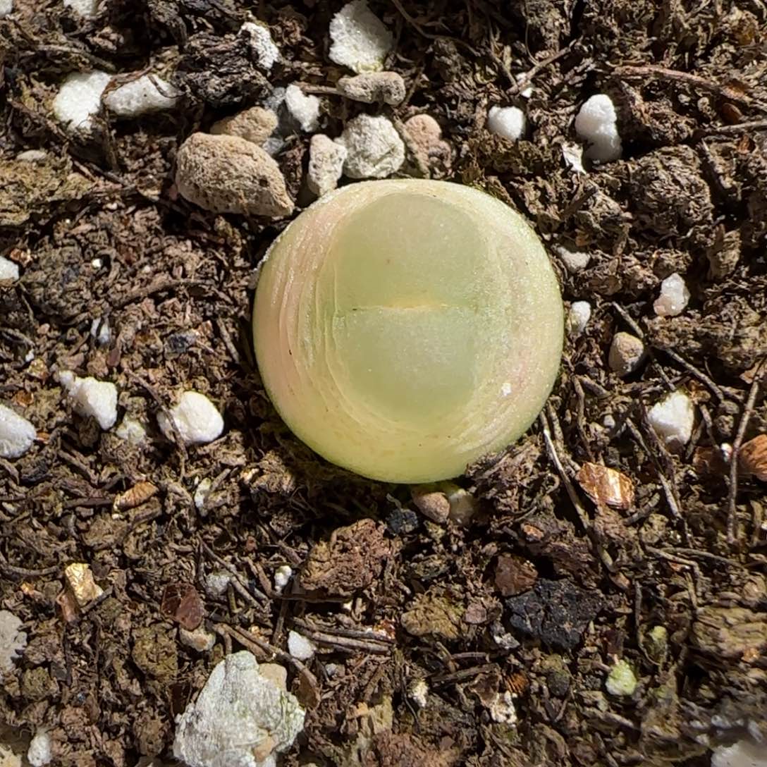 狐***恼肉锥多肉植物组合-454