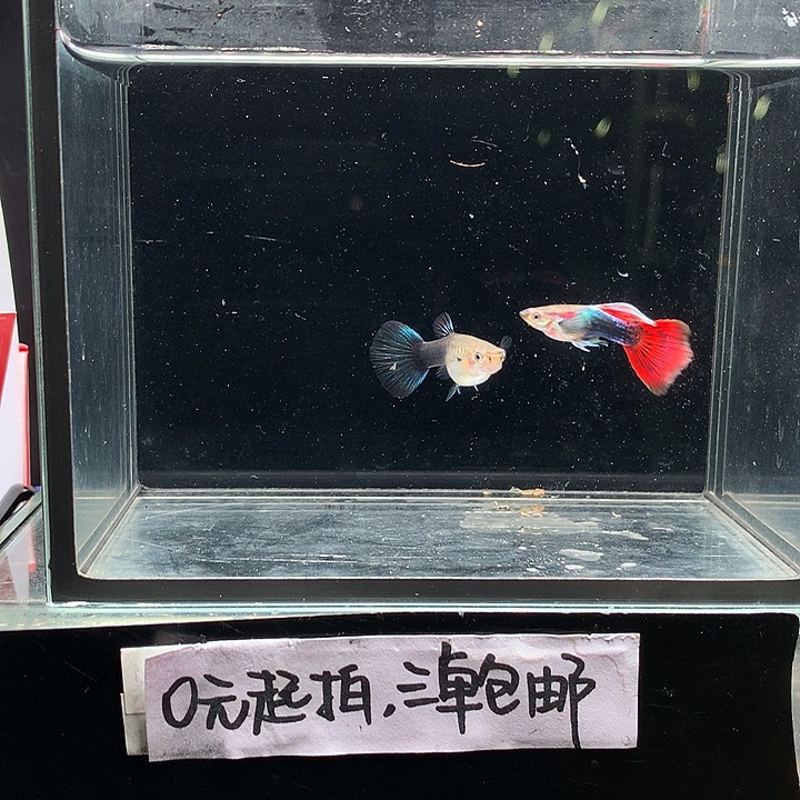 孔雀鱼亮蓝跑红一对