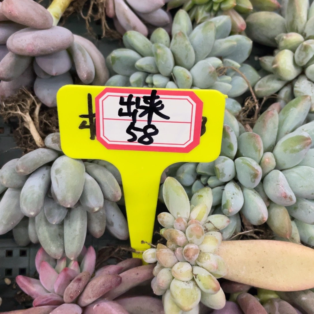 出***来姐姐我在挑战鸟巢浪