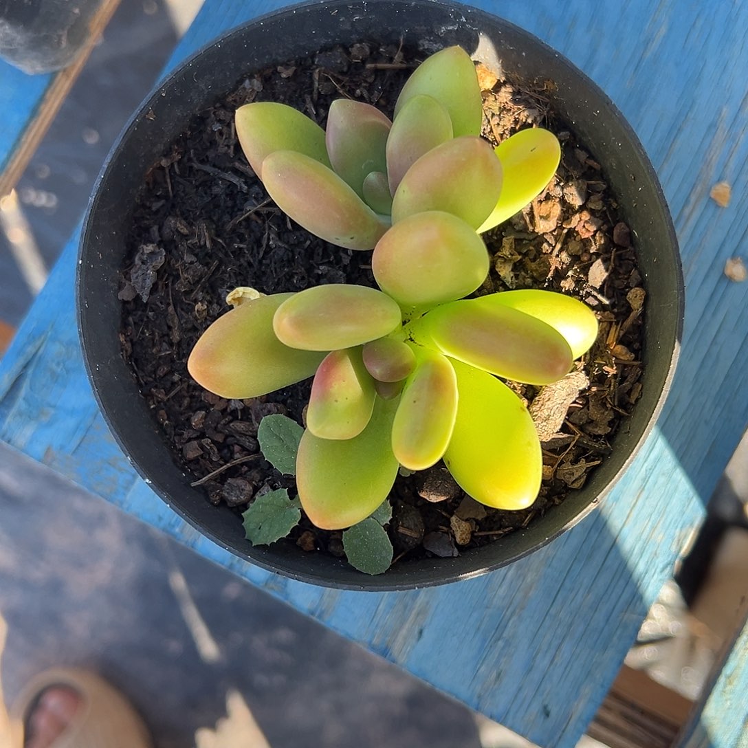 芒果奶一物一拍3117