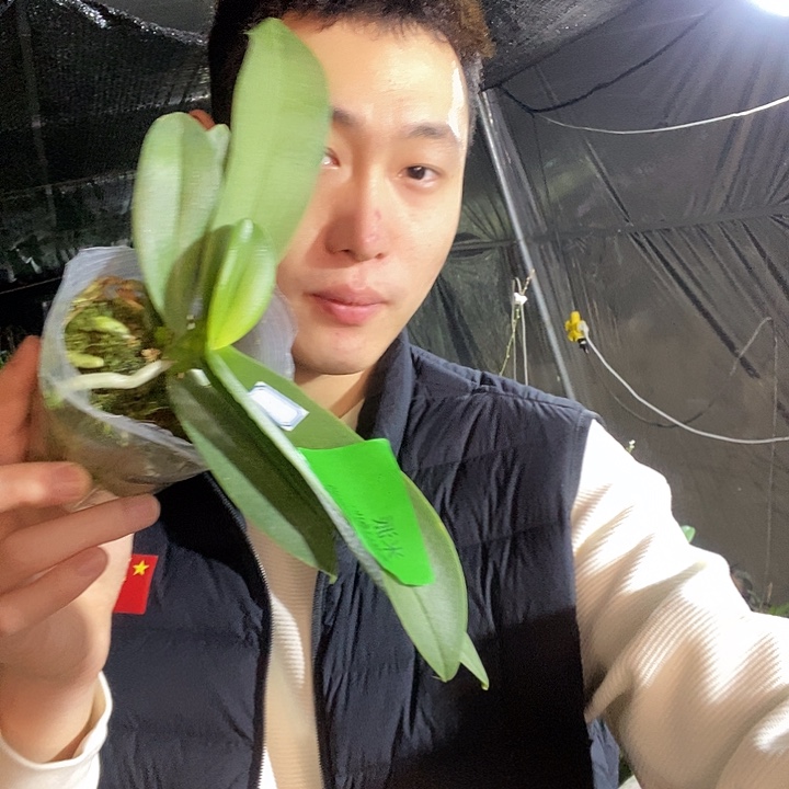 无花朵米派蝴蝶兰