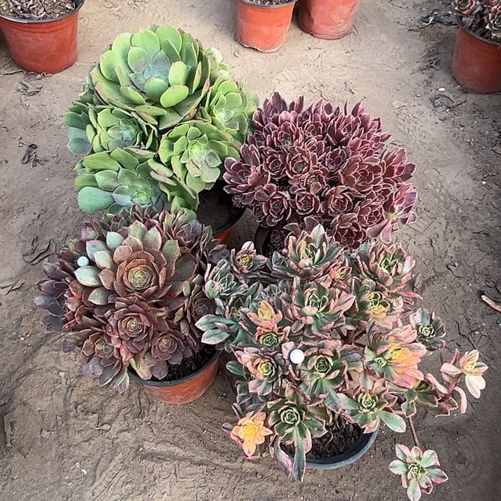238多肉植物组合，