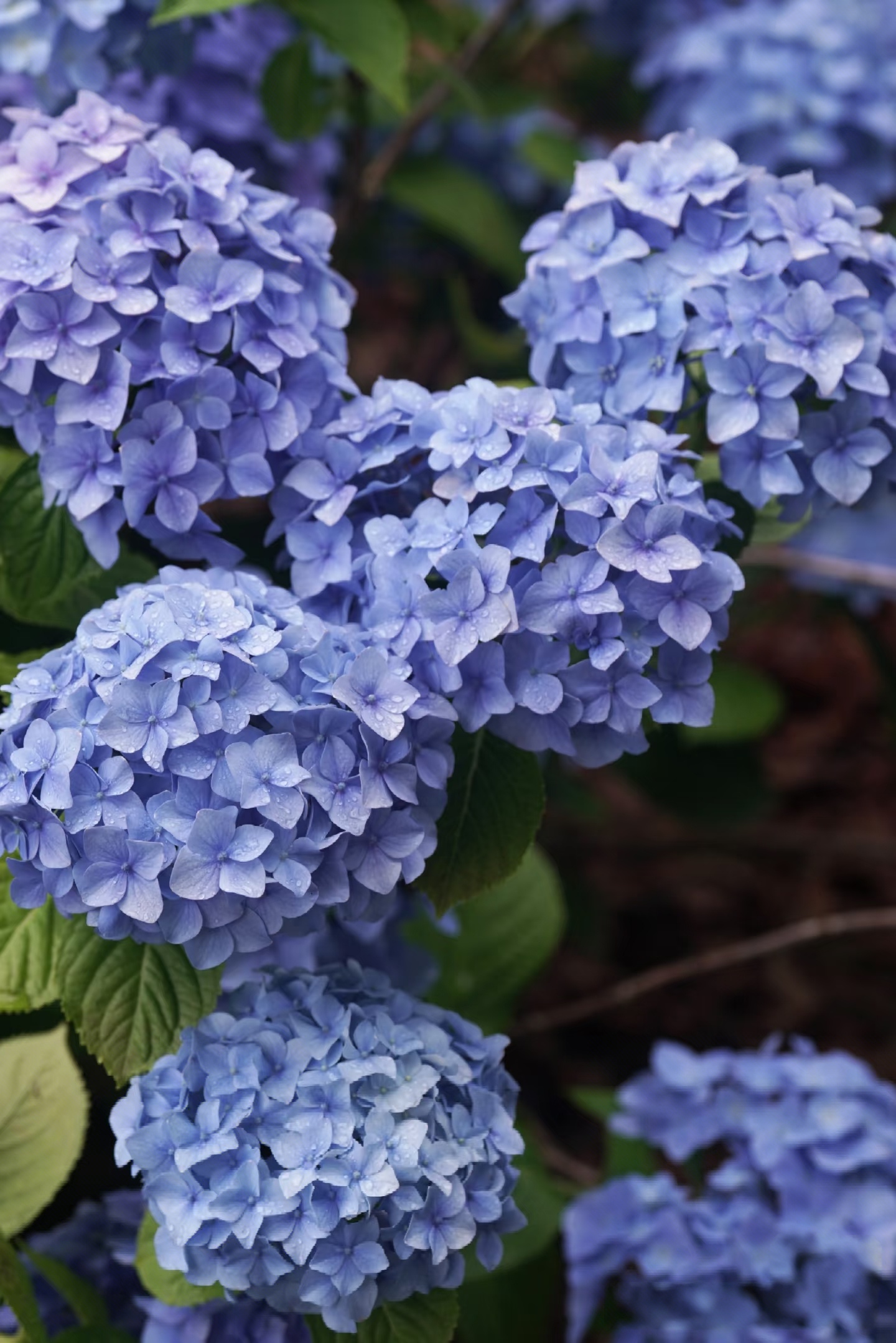 【蓝紫色易多梦幻】绣球新老枝开花老桩绣球可调色可地栽多年开花