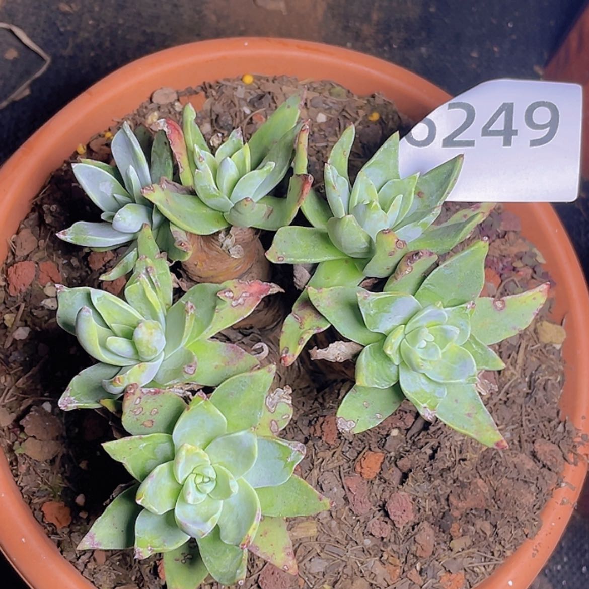 【闪购商品】泡芙杂