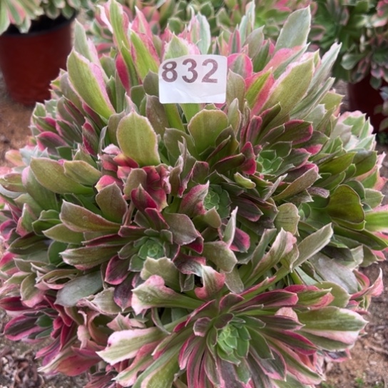 832光辉多肉植物花盆