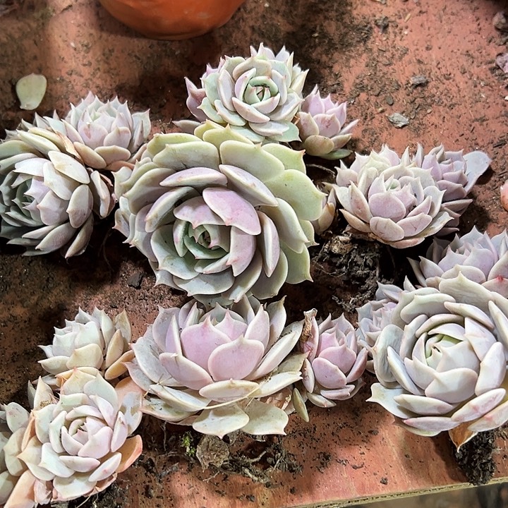 小露娜莲四颗脱土