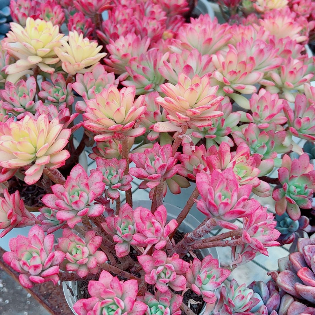 七彩云南叮当锦多头造型