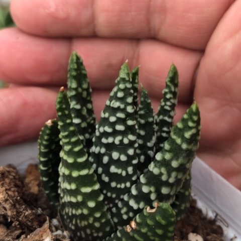 优选泪珠硬叶硬叶