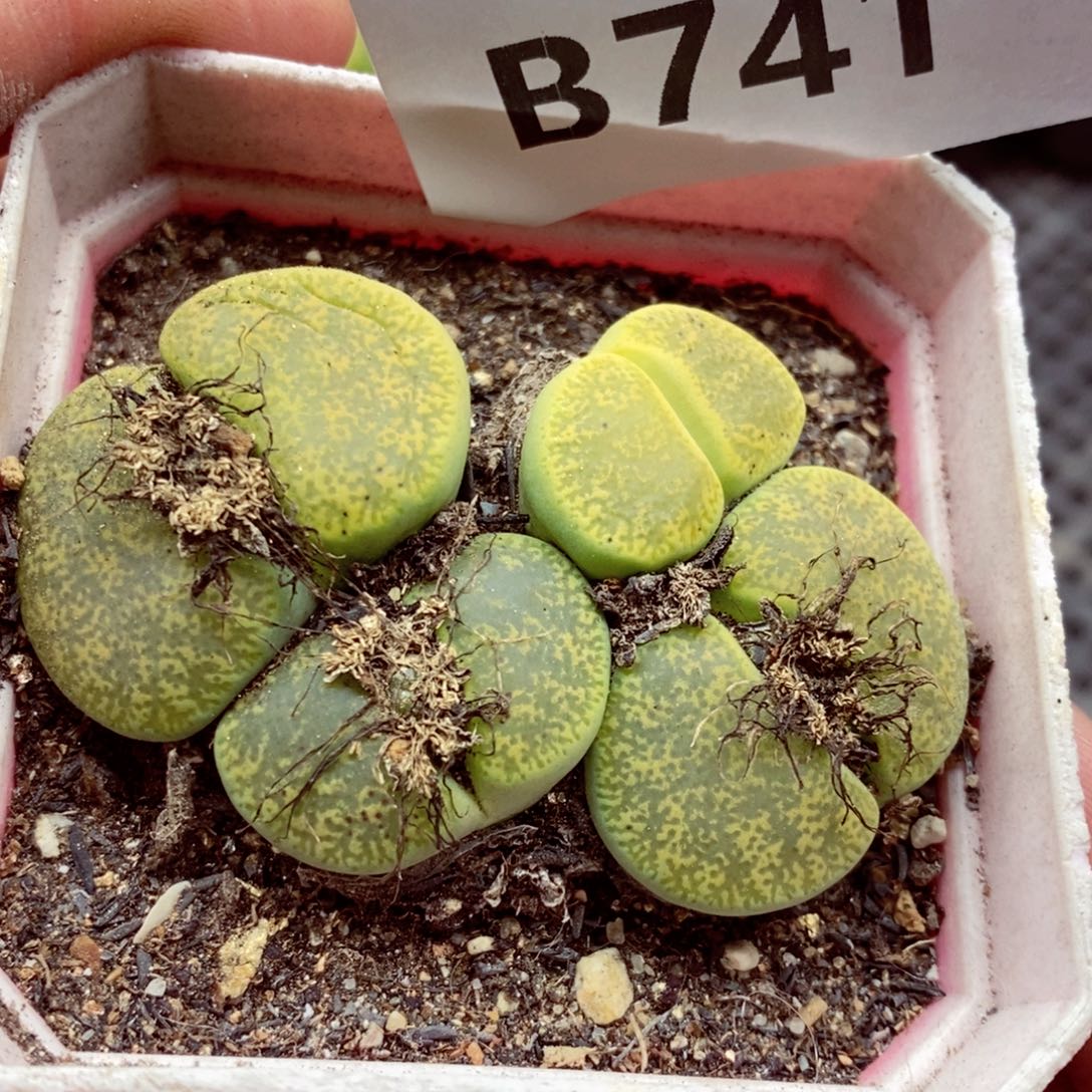 我是一只小小鸟地域鬼的人741