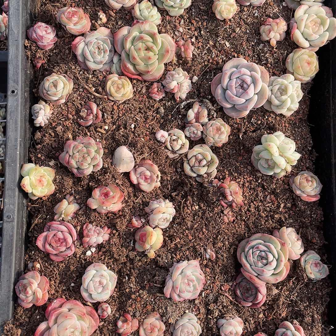 ****愿293。 定。                  