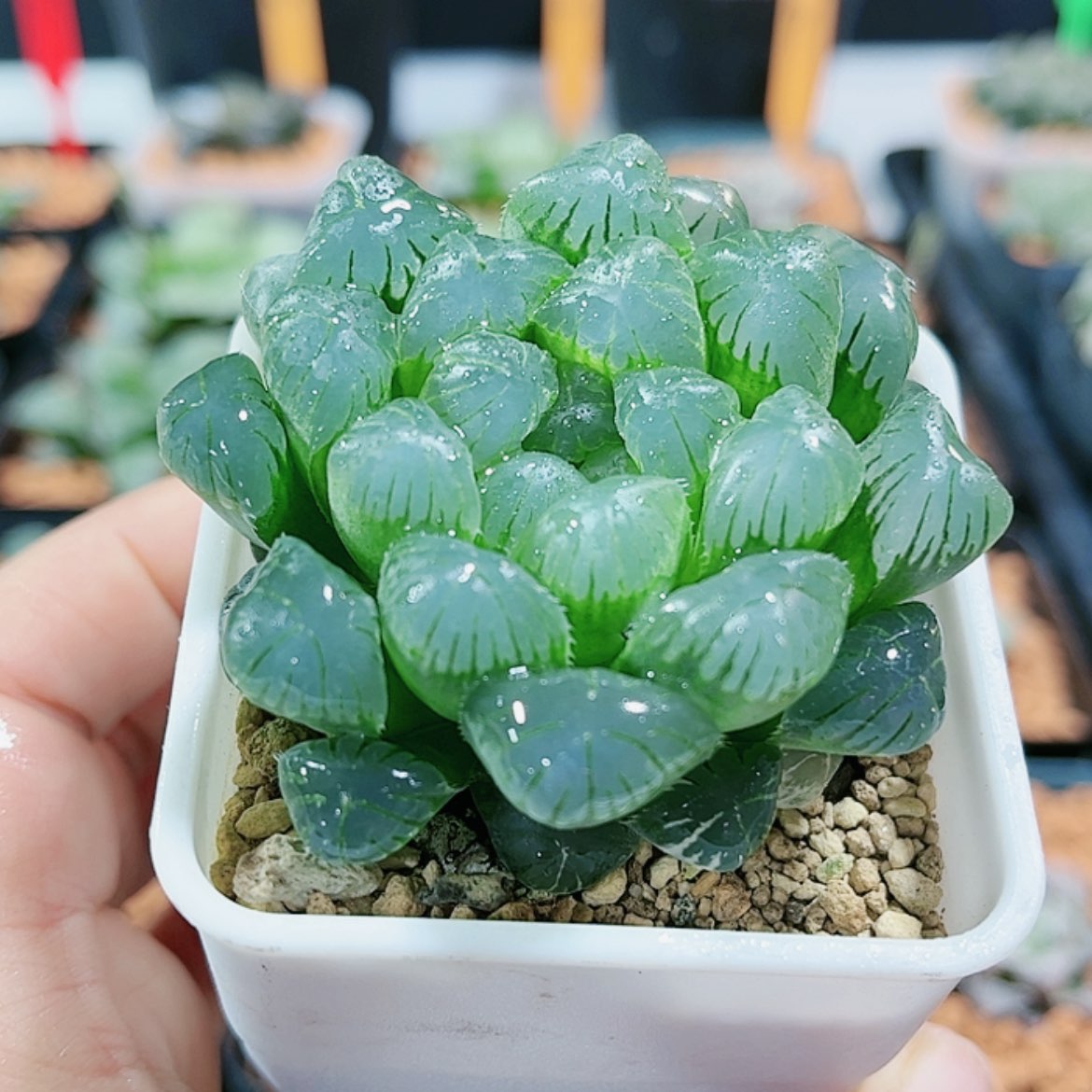 【闪购商品】湖水玉露