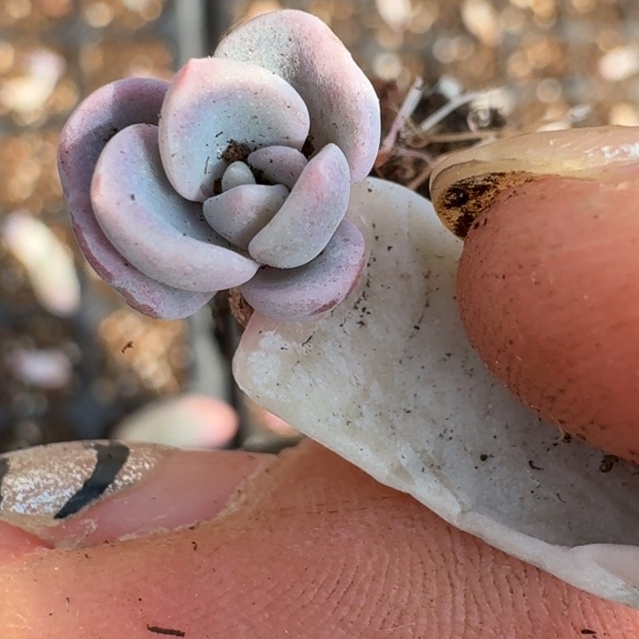 美尻一物一拍好看33