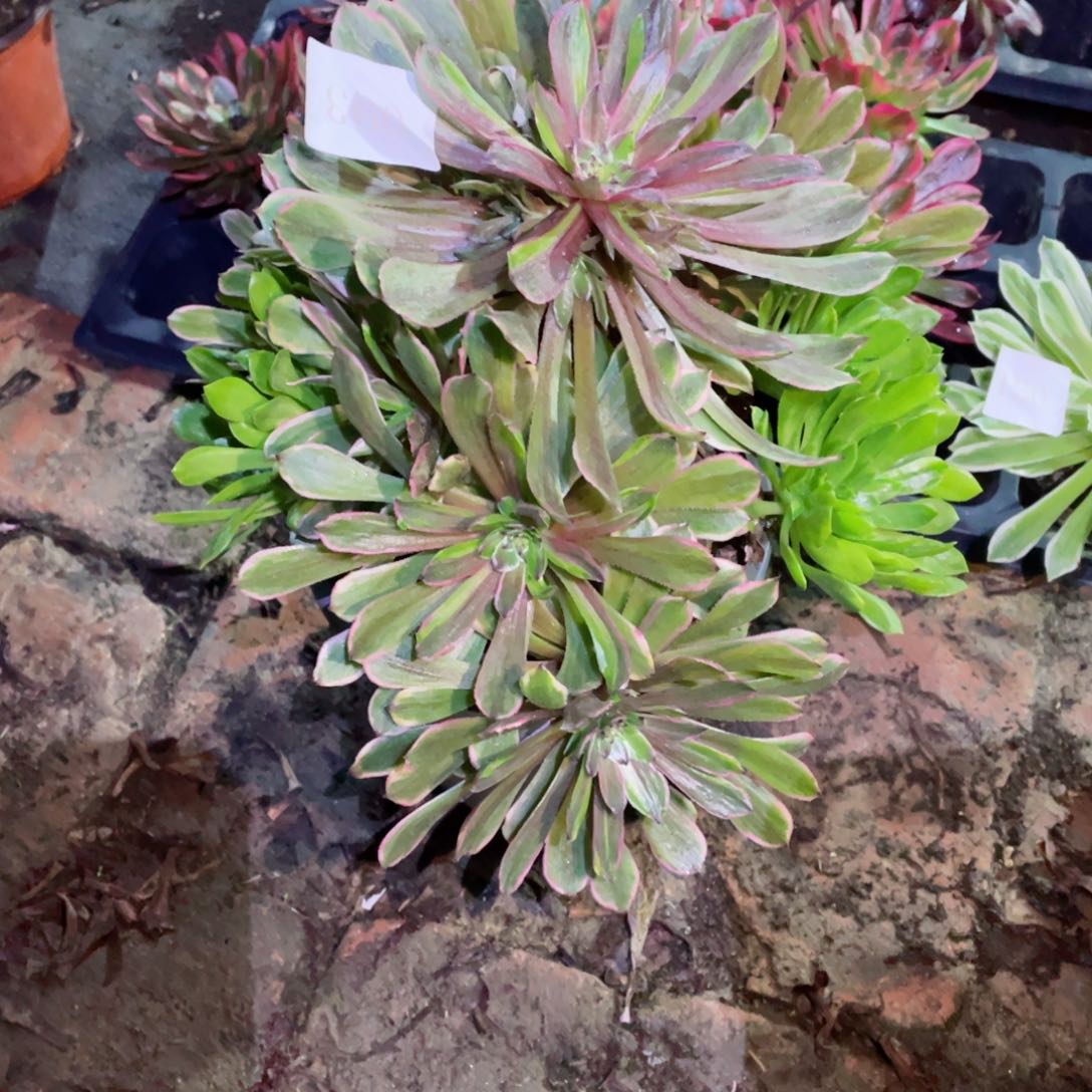 多肉植物粉黛093